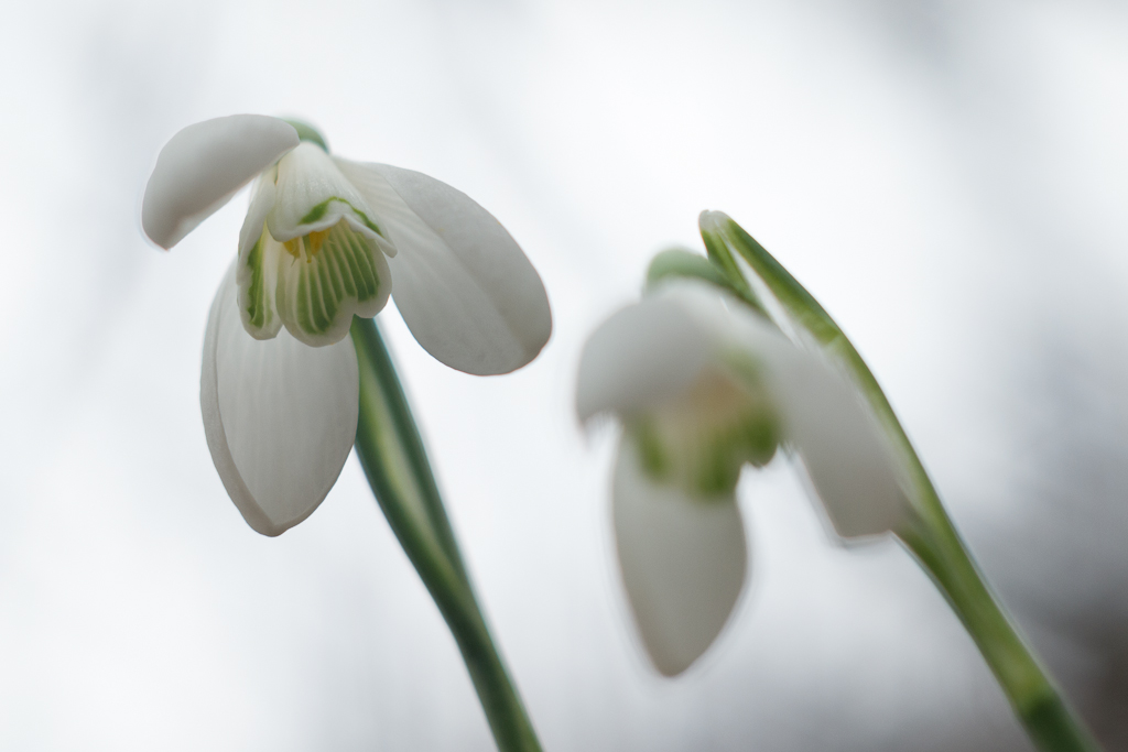 snowdrops